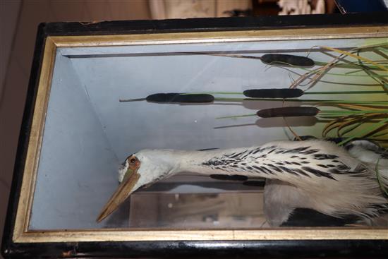 A cased taxidermic heron, by Hutchings